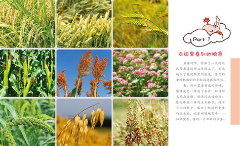 农作物设计图__广告设计_广告设计_设计图库_昵图网nipic.com