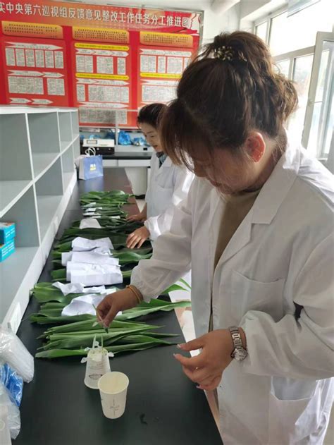 【图】县农业技术推广中心开展农作物种子转基因检测工作