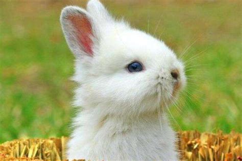 诡异童谣【十只兔子】_腾讯视频