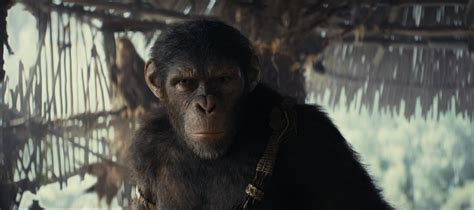 《猩球崛起4》新剧照公布 大猩猩好奇翻阅书籍_搞趣网