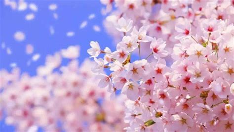 写作与作文素材：描写樱花的优美句子，如梦、如仙……_微说说