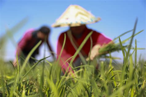 《农家女种田致富忙》小说在线阅读-起点中文网