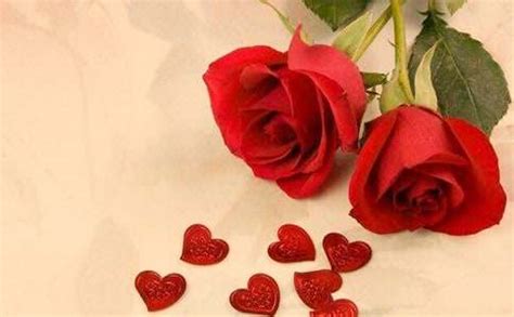关于玫瑰的浪漫文案|玫瑰|文案|爱意_新浪新闻