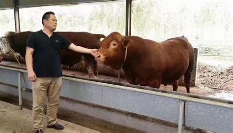 鲁西的肥牛为何从重庆奔向全球？|界面新闻