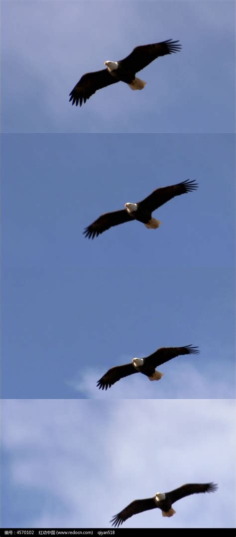 展翅飞翔的雄鹰高清图片下载-正版图片600301646-摄图网