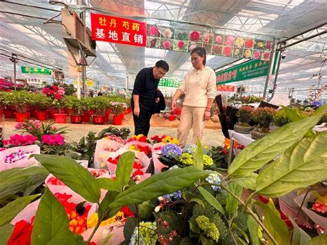 菏泽各式花卉已大量上市！预计节前一周将迎销售高峰