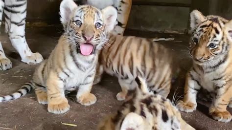 神奇动物：出生5天的小老虎竟然会叫“妈”？ - 知乎