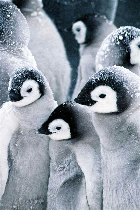 企鹅有多可爱? - 知乎