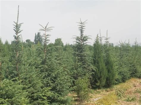 常绿乔木云杉 圣诞树苗 产地批发青海云杉1米1.5米 园林绿化苗木-阿里巴巴