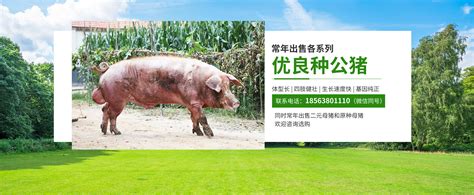 网站首页-莱州市坤鹏养猪专业合作社种公猪站