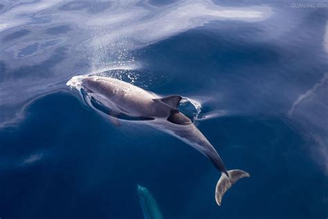 海洋科普：深海墓地——一条鲸鱼的死亡-深i科普