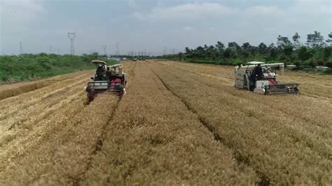 良种良法促增产 江苏全省小麦开镰收割