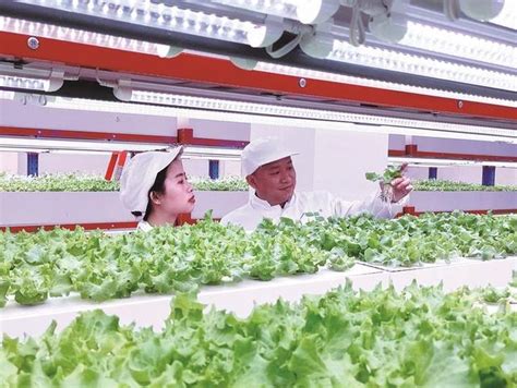 蔬菜种在工厂里长在空气中|二氧化碳_新浪新闻