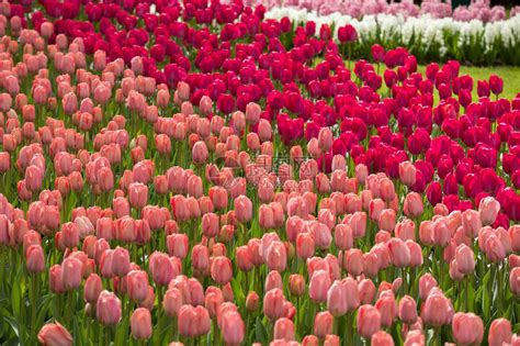 花园里盛开着五颜六色的郁金香花高清图片下载-正版图片503141261-摄图网