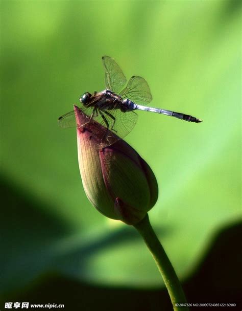 蜻蜓点水是生物的什么特征 - 业百科