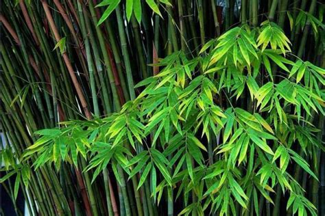 家养的竹子有哪些品种？适合室内养殖的竹子大全 - 花儿谷