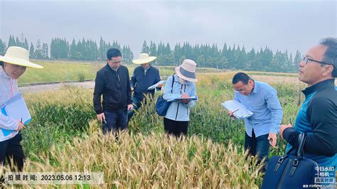 省种子管理局组织专家团队来荆州农业科学院考察小麦区试工作 - 荆州市农业农村局