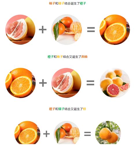 柑橘家族的“婚姻制度”，你了解多少？-中国质量新闻网