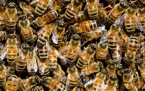 卡尼鄂拉蜂 - 蜜蜂百科 - 养蜂人