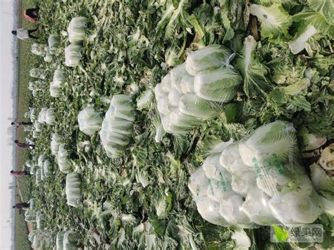 山东济南平阴县2023年05月11日大白菜价格：0.4元/斤-大白菜-价格行情-农业供应链网
