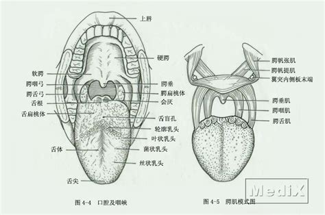 口腔及咽峡，腭肌模式图