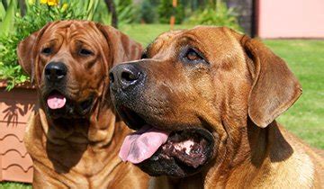 比特犬和土佐犬哪个厉害（比特犬和土佐犬战力分析） - 胖萌舍宠物网