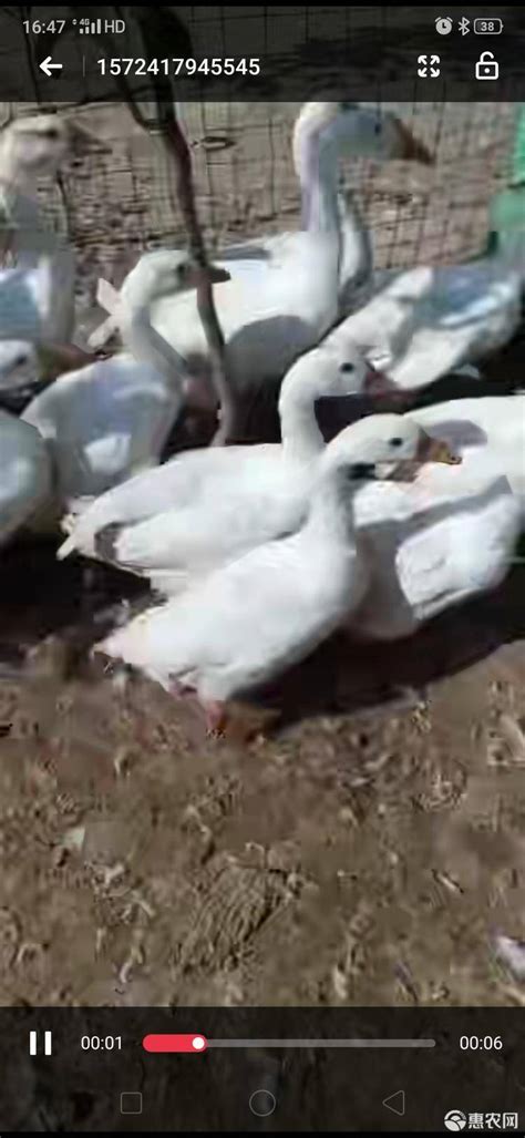 [白条鹅批发]白条鹅 贵州生态鹅出售 大概500只左右价格8元/斤 - 惠农网