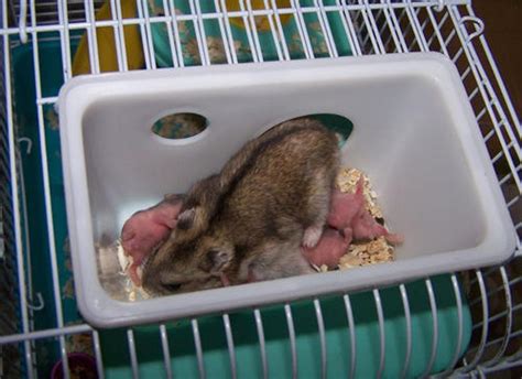 刚出生的小仓鼠怎么养（仓鼠产后照顾方法与注意事项） - 胖萌舍宠物网