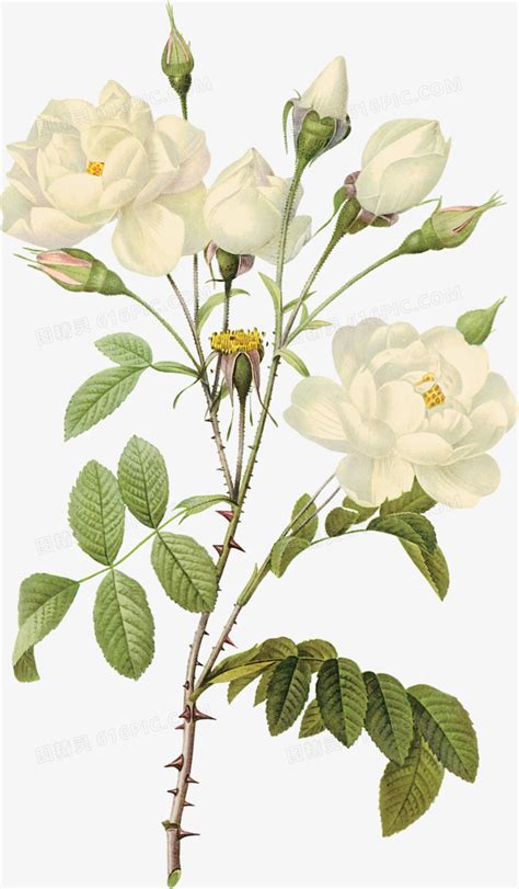 白玫瑰白色玫瑰png图片免费下载-素材fSyQVqqag-新图网