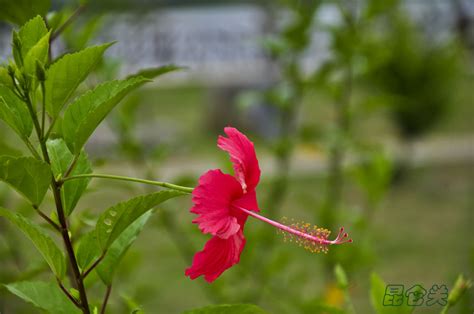槿 花的 植物 自然 开花 盛开 花瓣 有机 干 植物学图片免费下载 - 觅知网