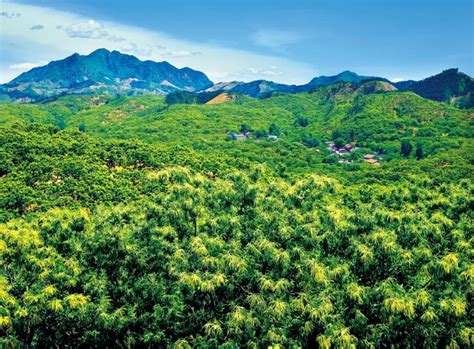 【聚焦】仙女山路通车了！龙阳湖上的一道亮丽的风景线-武汉天创建设集团有限公司