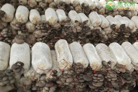 蘑菇的养殖、褐蘑菇(香口蘑)栽培技术分享！ - 蘑菇 - 蛇农网