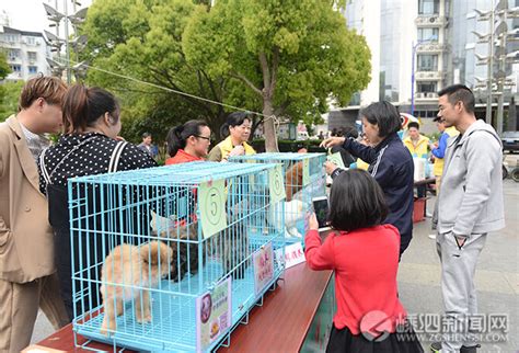 县爱心小动物保护中心举行宠物领养日活动-嵊泗新闻网
