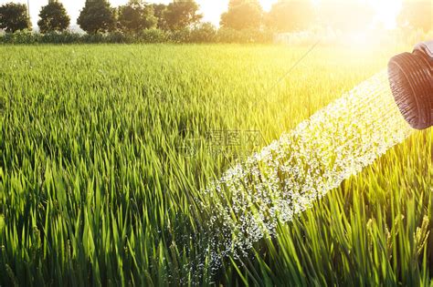 灌溉中的稻田高清图片下载-正版图片500092544-摄图网