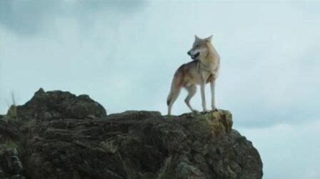 《狼图腾》-高清电影-完整版在线观看