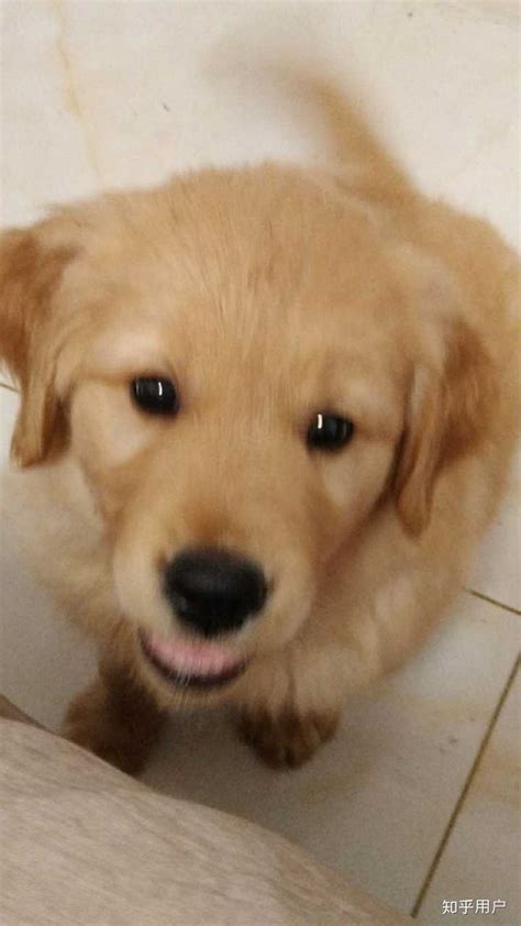 十张图片告诉你小金毛是世界上最可爱的小奶狗！|可爱的|图片|明明_新浪新闻