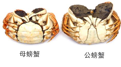 螃蟹怎么做才好吃？解密秘制十三香螃蟹的做法_安徽频道_凤凰网