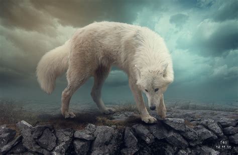 猛兽野狼摄影高清图片 - 爱图网设计图片素材下载