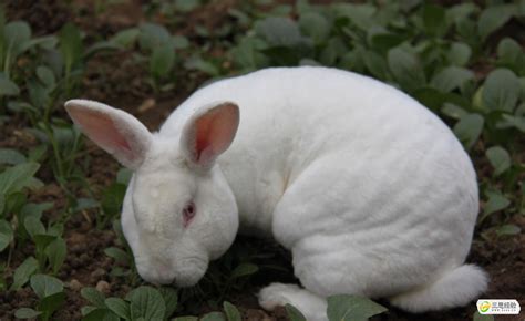 养殖兔子的方法（兔的养殖技术及方法） – 碳资讯
