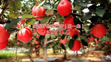陕西特色农产品第1集——洛川苹果_腾讯视频