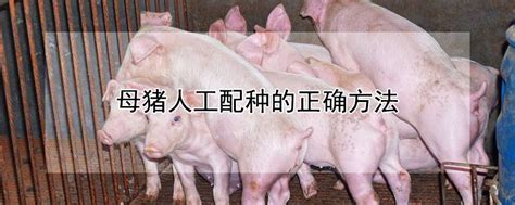 母猪人工配种的正确方法 —【发财农业网】