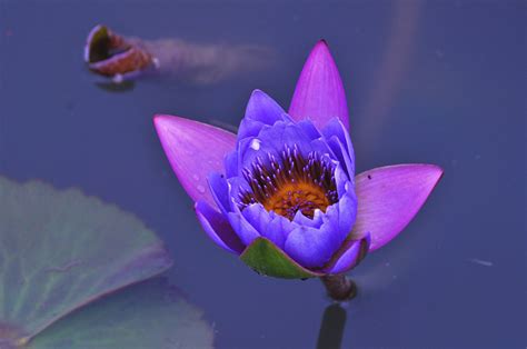 紫莲花朵开得漂亮还有小蜜蜂花蜜吸露高清图片下载-正版图片505750137-摄图网