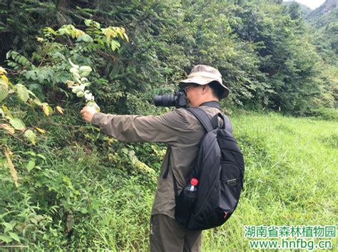 我园派人赴溆浦开展林木种质资源调查 - 湖南省森林植物园