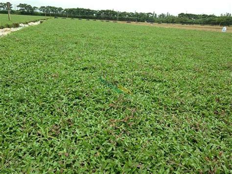 大叶油草籽多少钱1斤-长景园林网