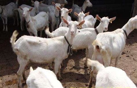 江苏有养殖出售好品种的奶山羊育种场 菏泽 萨能奶山羊-食品商务网