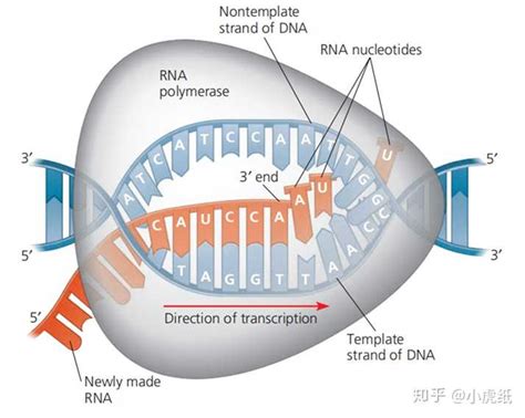 microRNA表达异常的成因及临床意义-康成生物丨数谱生物