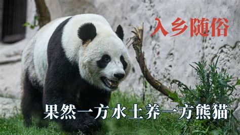 咒术回战：熊猫身世曝光，一体三魂战力不俗_战斗
