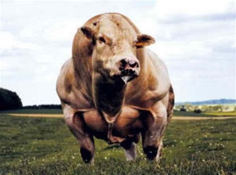 一只牛大概多少公斤-农百科