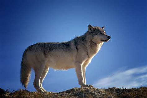 76张关于狼的摄影照片 | 创意悠悠花园