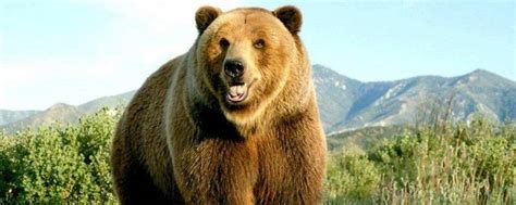 熊的特点 - 业百科